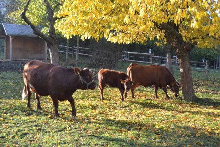 toulcuv-dvur-ekologicke-centrum-a-farma